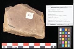 Foto (Objekt + Etikett) von Quercus palaeoilex Ettingshausen (NHMW-GEO-2024-0188-0921)